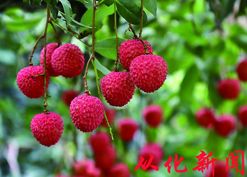 1、流溪桂味 李晓彤摄.jpg