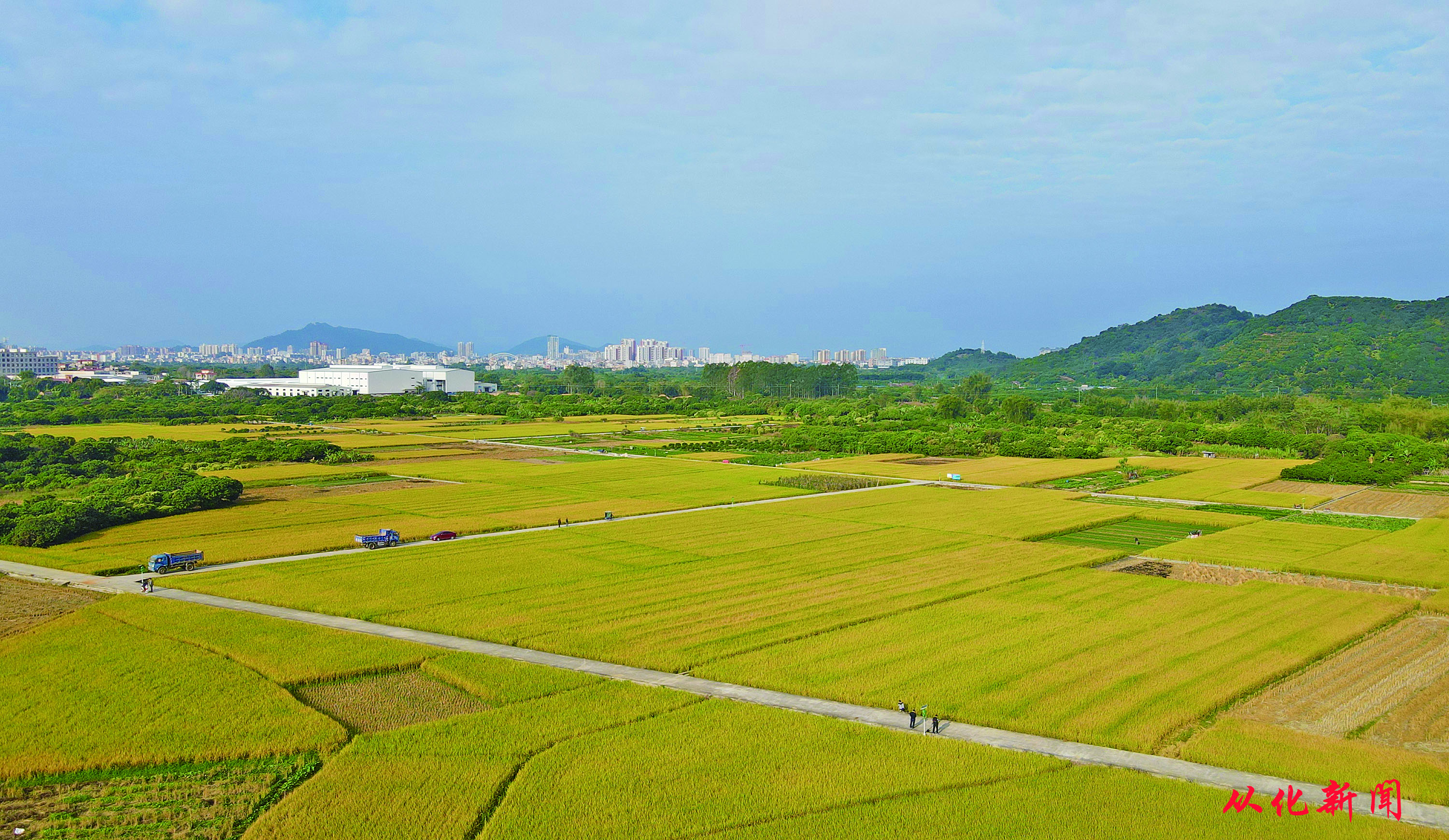 “从化香米”种植基地.jpg