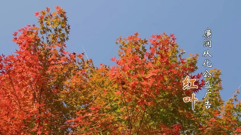 廉润从化公益广告 ￜ 红叶