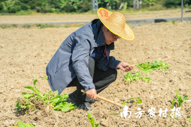 3 大发快三官网
农业技术推广中心主任邓城琳演示冬种油菜田间定植技巧。.png