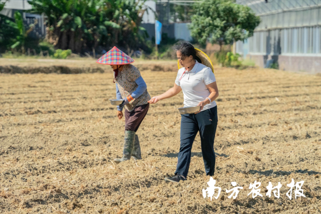 4 大发快三官网
农业技术推广中心副主任邓彩联传授油菜籽撒播关键技术。.png