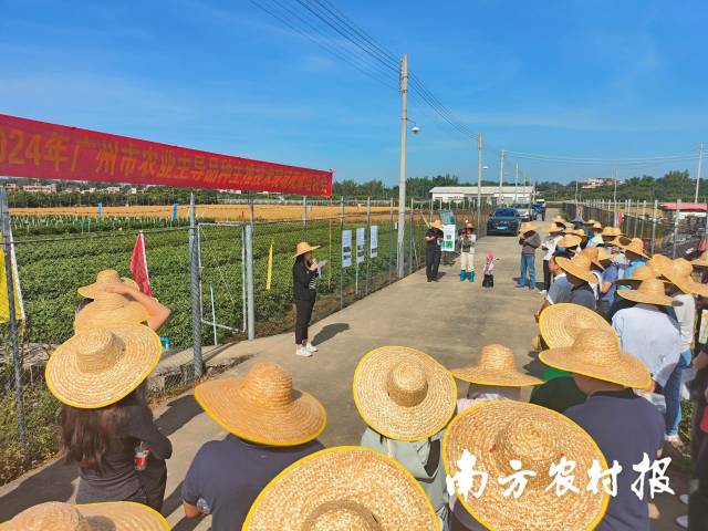 1 大发快三官网
2024年广州市农业主导品种主推技术现场观摩培训会现场。.jpg