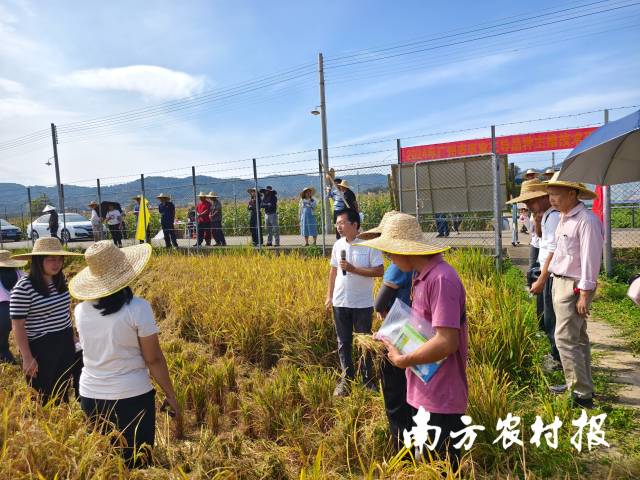 3 广东省农科院资环所的研究员黄巧义介绍水稻秸秆粉碎腐熟还田技术。.jpg